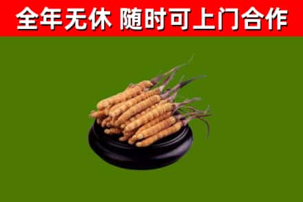 播州区回收冬虫夏草