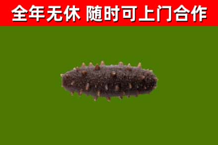播州区回收海参干